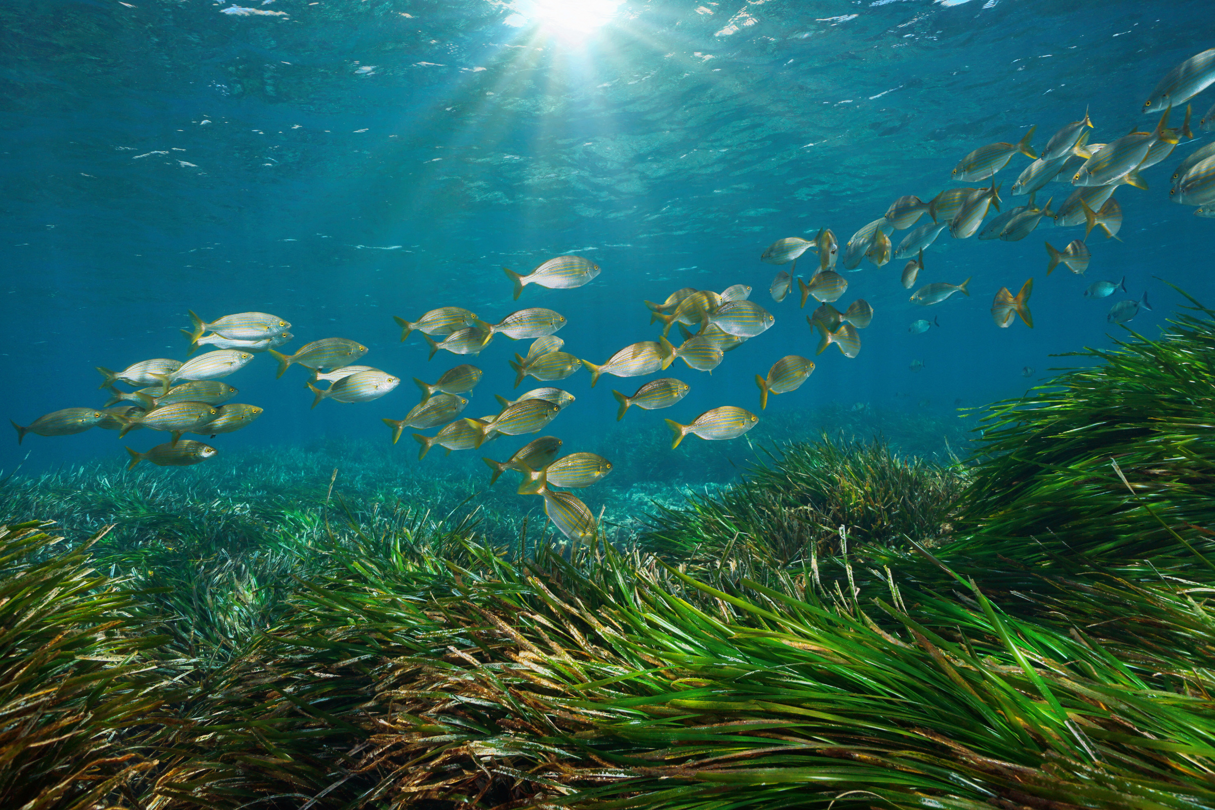 Mediterranean sea fish with seagrass underwater